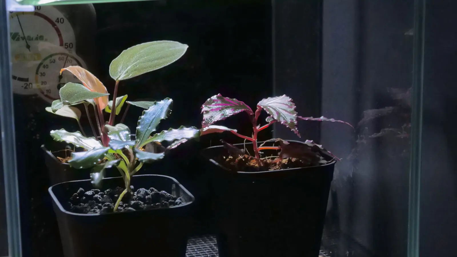 ガラスケースの中に並ぶ、葉の色や形が異なる三鉢の雨林植物