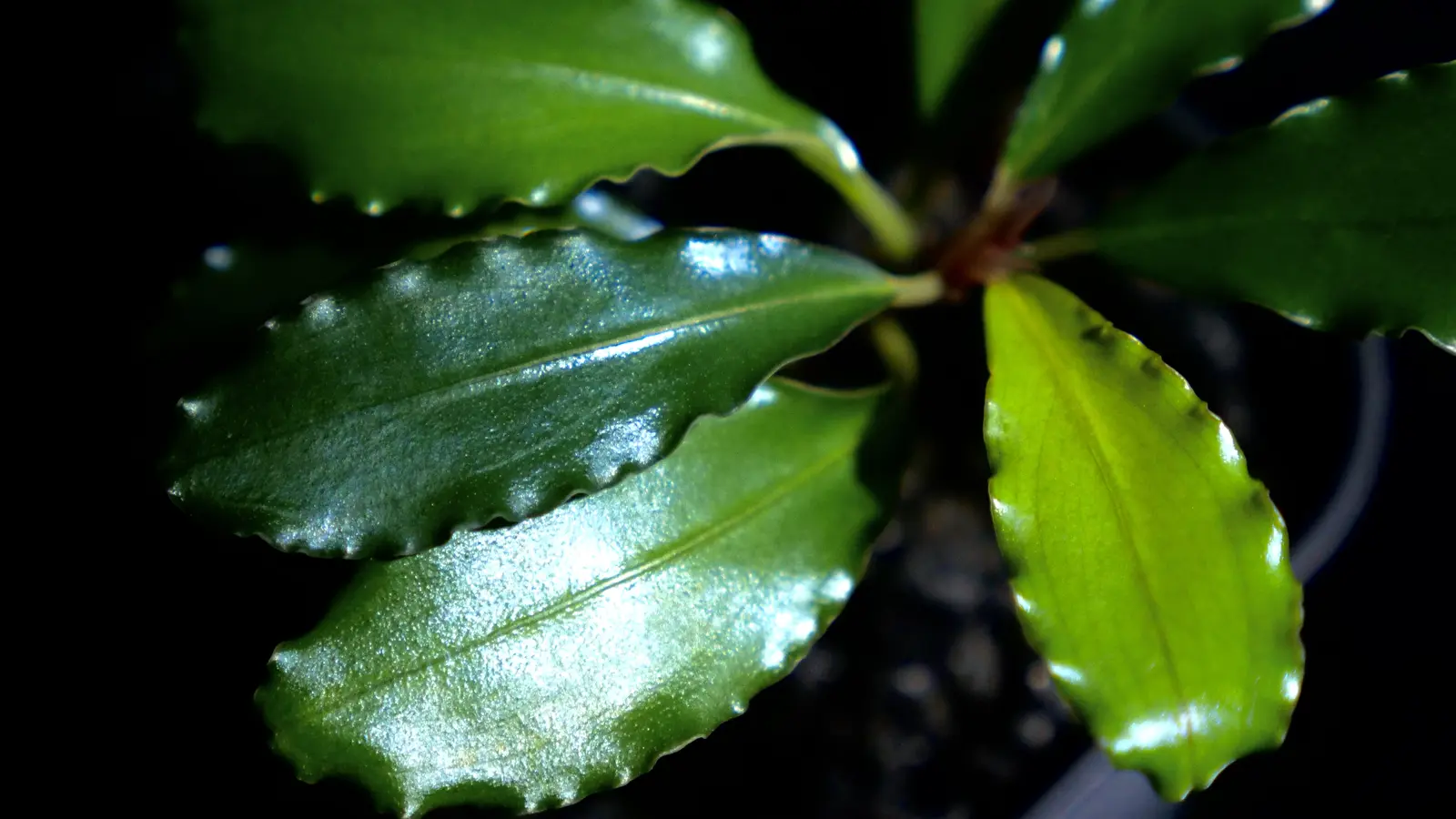 光を受けて青緑色に輝く、葉縁が波打つ雨林植物の葉