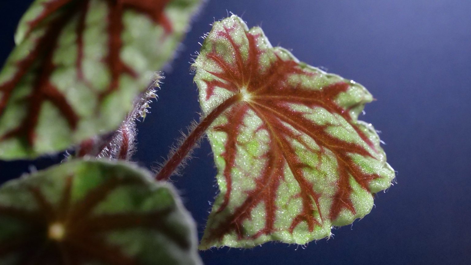 赤い葉脈と繊細な毛が光を受ける Begonia quadrialata の葉