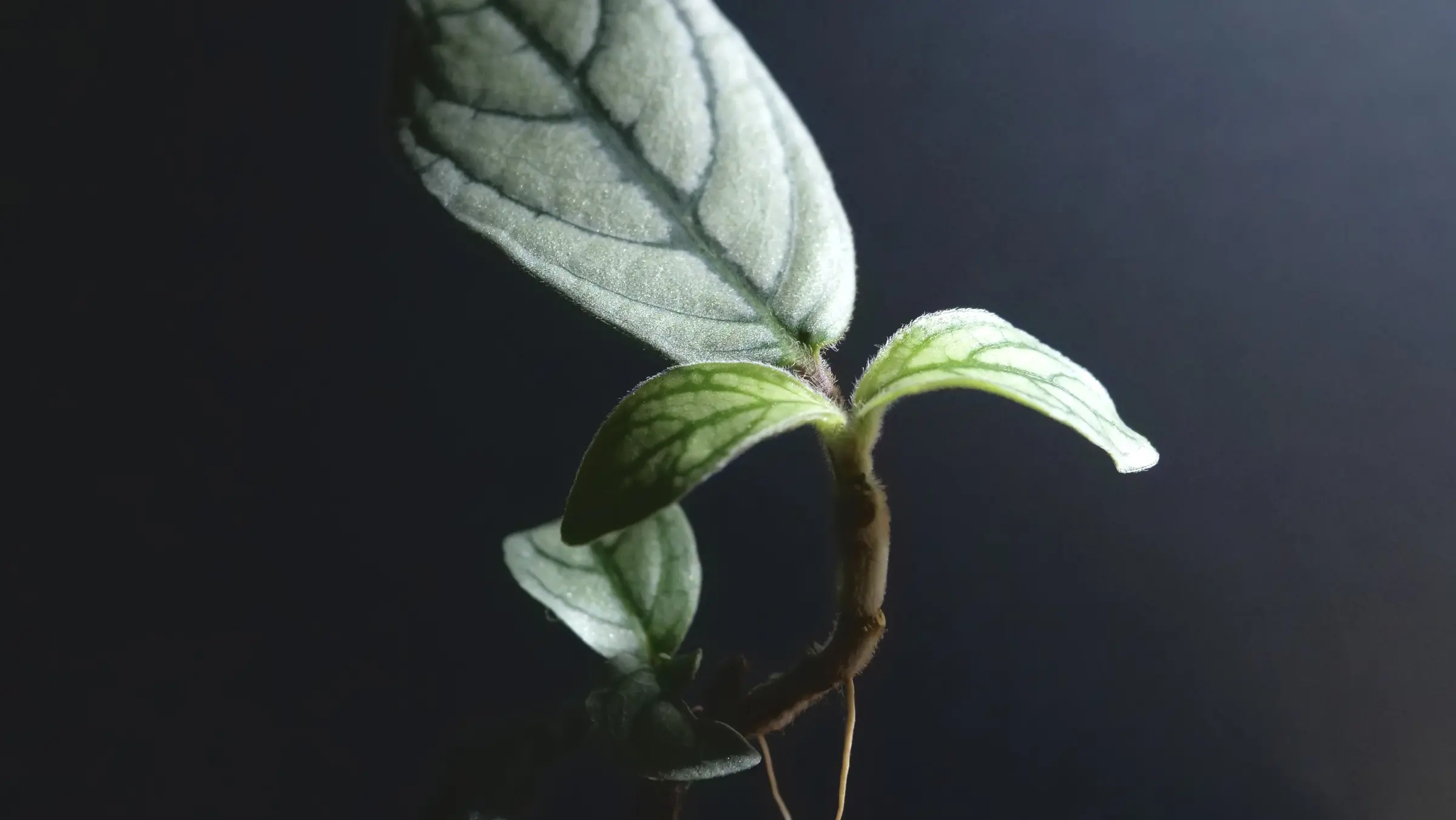 光を受けて銀色に輝く葉と、細かな毛に覆われた茎