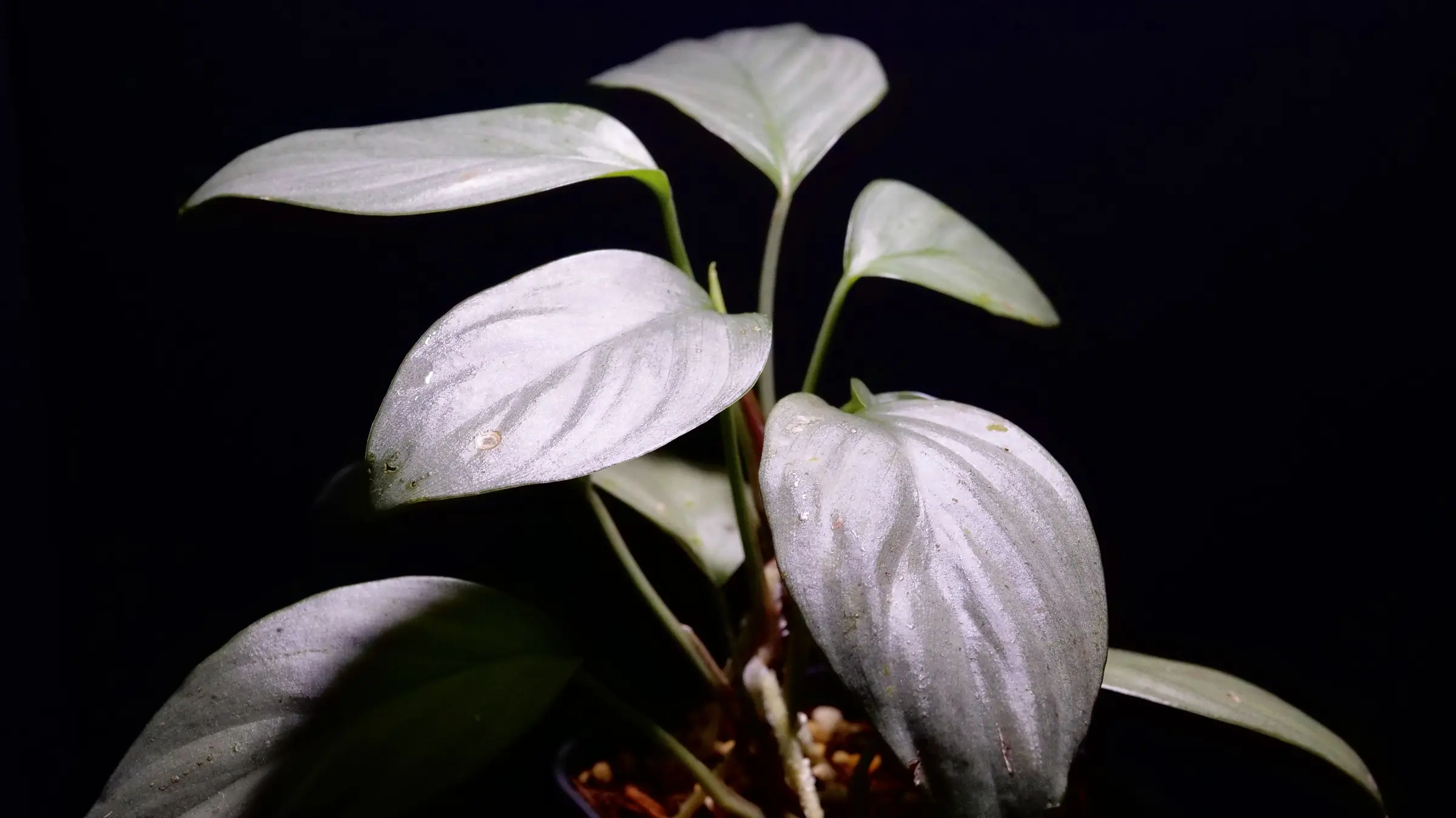 暗い背景に、銀色に輝く葉を広げる雨林植物
